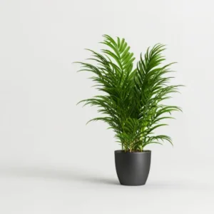plant02