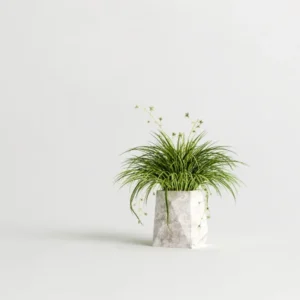plant03