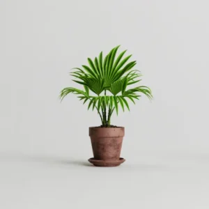 plant04