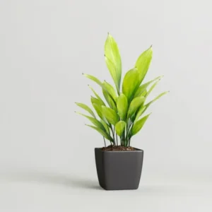 plant05